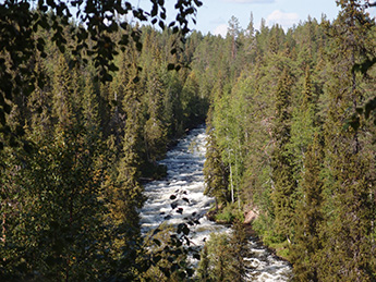 The rapids of the river Kitkanjoki in Oulanka National Park. Photo: Metsähallitus