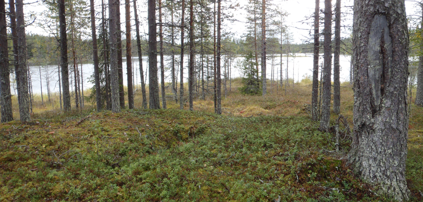 Yksinäinen hauta erottuu kuoppana erämaajärven rannalla Taivalkoskella. Hauta on merkitty puuhun tehdyllä pilkalla. Kuva: Hanna Kelola-Mäkeläinen/Metsähallitus