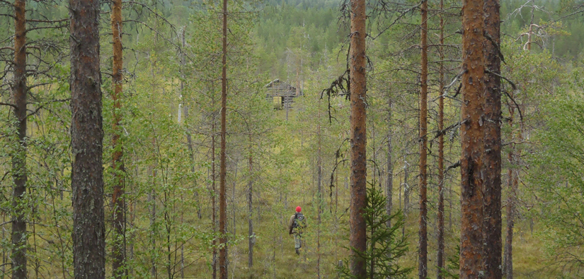 Suunnittelija Riku Mönkkönen matkalla dokumentoimaan latoa Lieksan Latoniemessä. Kuva: Aleksi Pienimäki/Metsähallitus