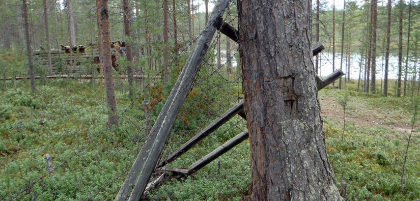 Saksalaisten vankileirin piikkilanka-aitaa Inarissa. Taustalla näkyy yksi vankileirin rakennuksen jäänteistä. Kuva: Juha-Pekka Joona/Metsähallitus.