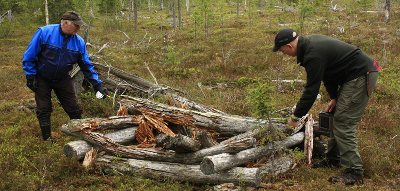 Suunnittelumetsuri Erkki Heikkilä ja harjoittelija Verne Tervaharju mittaavat metsään jäänyttä parkattujen puiden kasaa. Puut ovat perimätiedon mukaan jääneet metsään sotien aikaan miesten jouduttua rintamalle. Kuva: Piritta Häkälä/Metsähallitus.