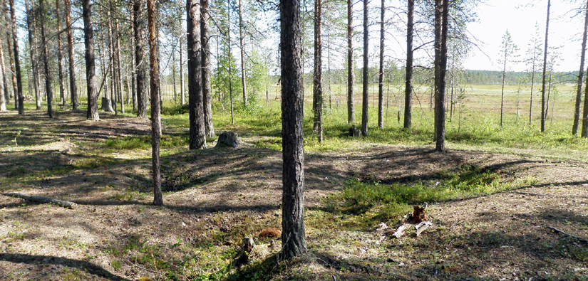 Tällä paikalla Rovaniemen Pirttivaarassa on asuttu jo noin 9 400 sitten. Kuva: Taisto Karjalainen/Metsähallitus.