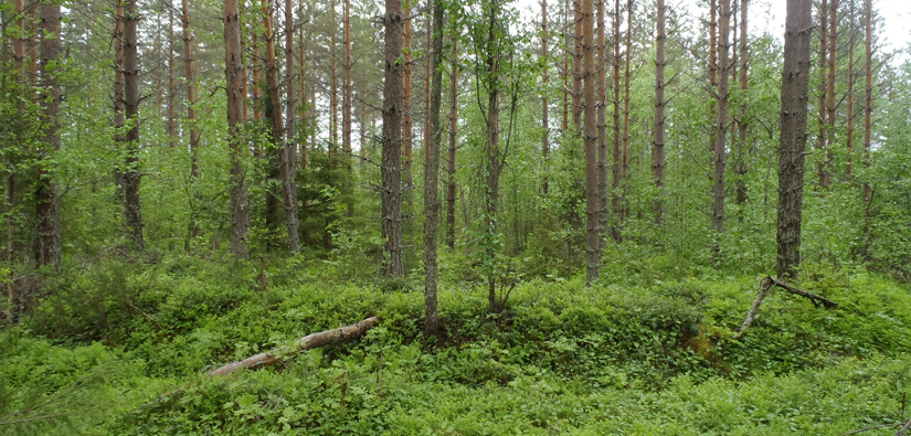 Yksi Kainuun metsien tuhansista tervahaudoista. Kuva: Hanna Kelola-Mäkeläinen/Metsähallitus.