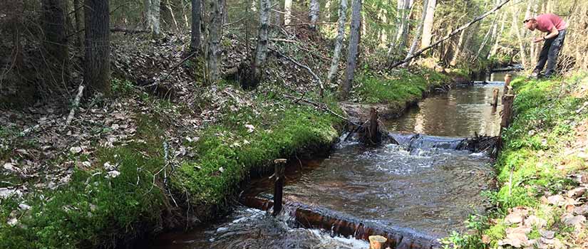 Metsän keskellä virtaavassa purossa on tolppia ja poikkipuita, joita rannalla oleva mies tutkii.