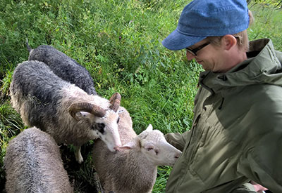 Får med sina herde. Foto: Jukka-Pekka Ronkainen.