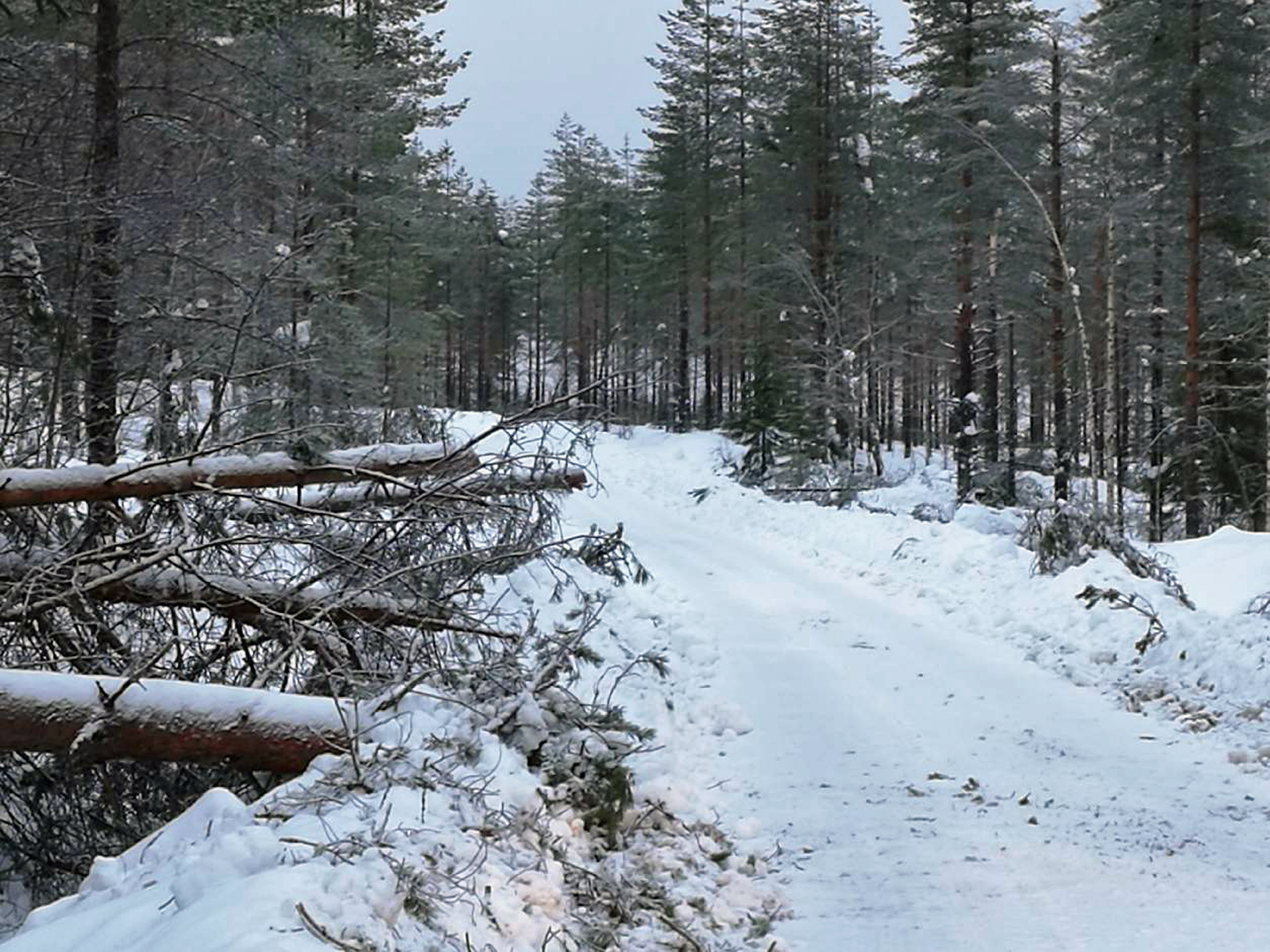 Tielle kaatuneet puut muodostaneet "tietullin", joka pitää maksaa puut katkomalla. (kuva: JarmoLaatikainen)