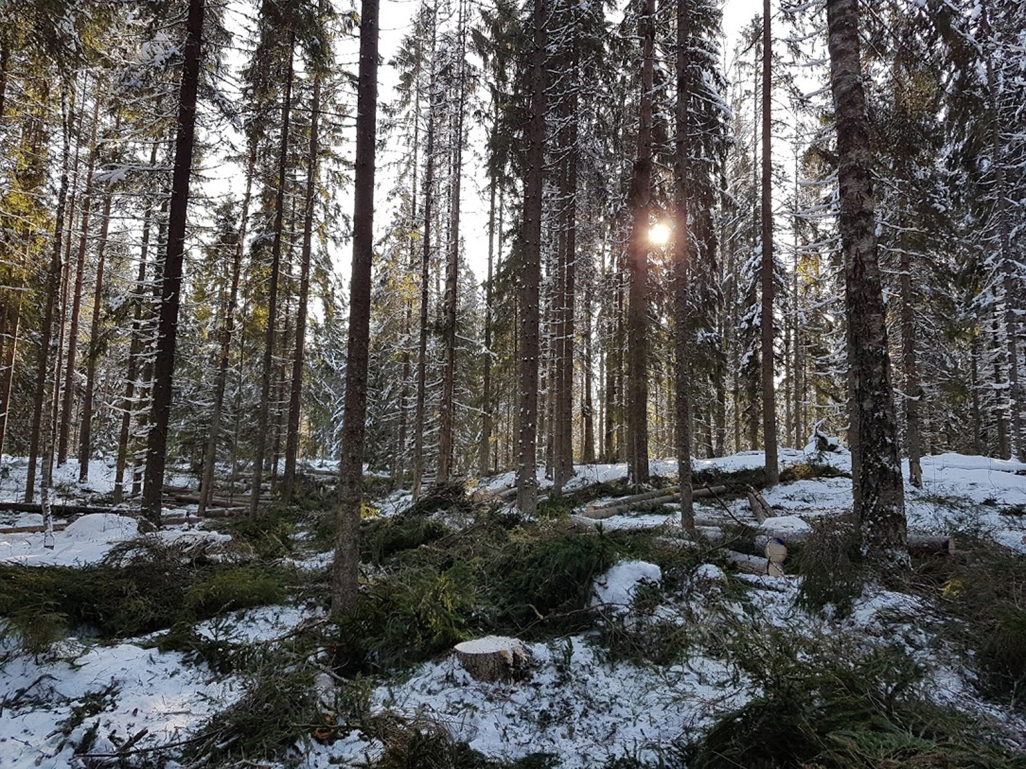 Väljennyshakattua geenireservimetsää Lapinjärven Latokartanossa (kuva: Keijo Kallunki)