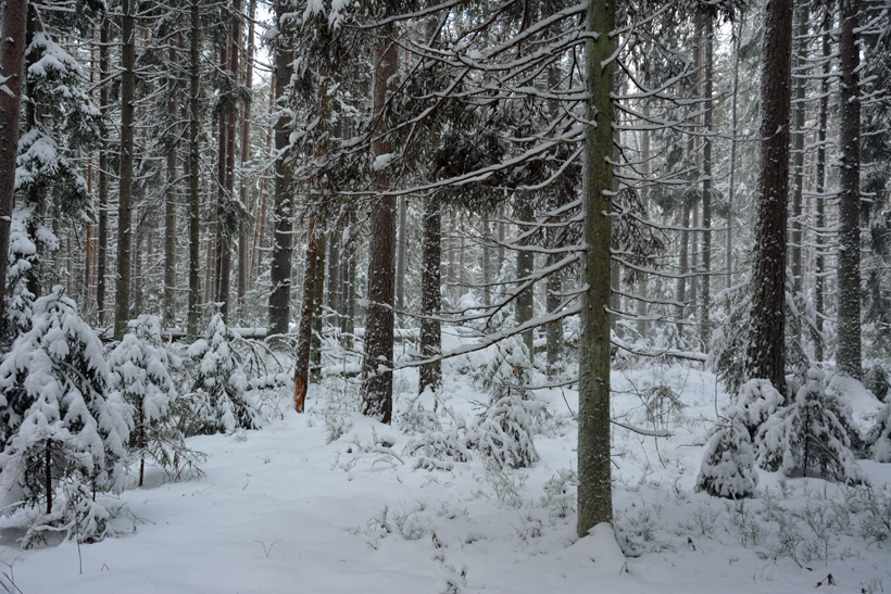 Kuusen geenireservimetsä Lapinjärvellä (kuva: Keijo Kallunki)