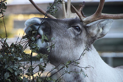 Metsäpeura herkuttelee. Kuva: Milla Niemi, Metsähallitus.