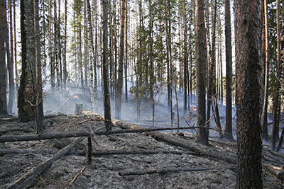 Luontaista metsäpaloa jäljittelevä poltto auttaa paahteisia ympäristöjä tarvitsevia lajeja Ilomantsissa. Kuva: Maarit Similä.