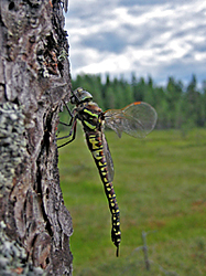 Sudenkorento puun rungolla. Taustalla näkyy avoin suo ja metsää.