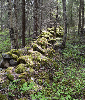 Ruiner av ett gammalt hus i skogen. Foto: Forststyrelsen.