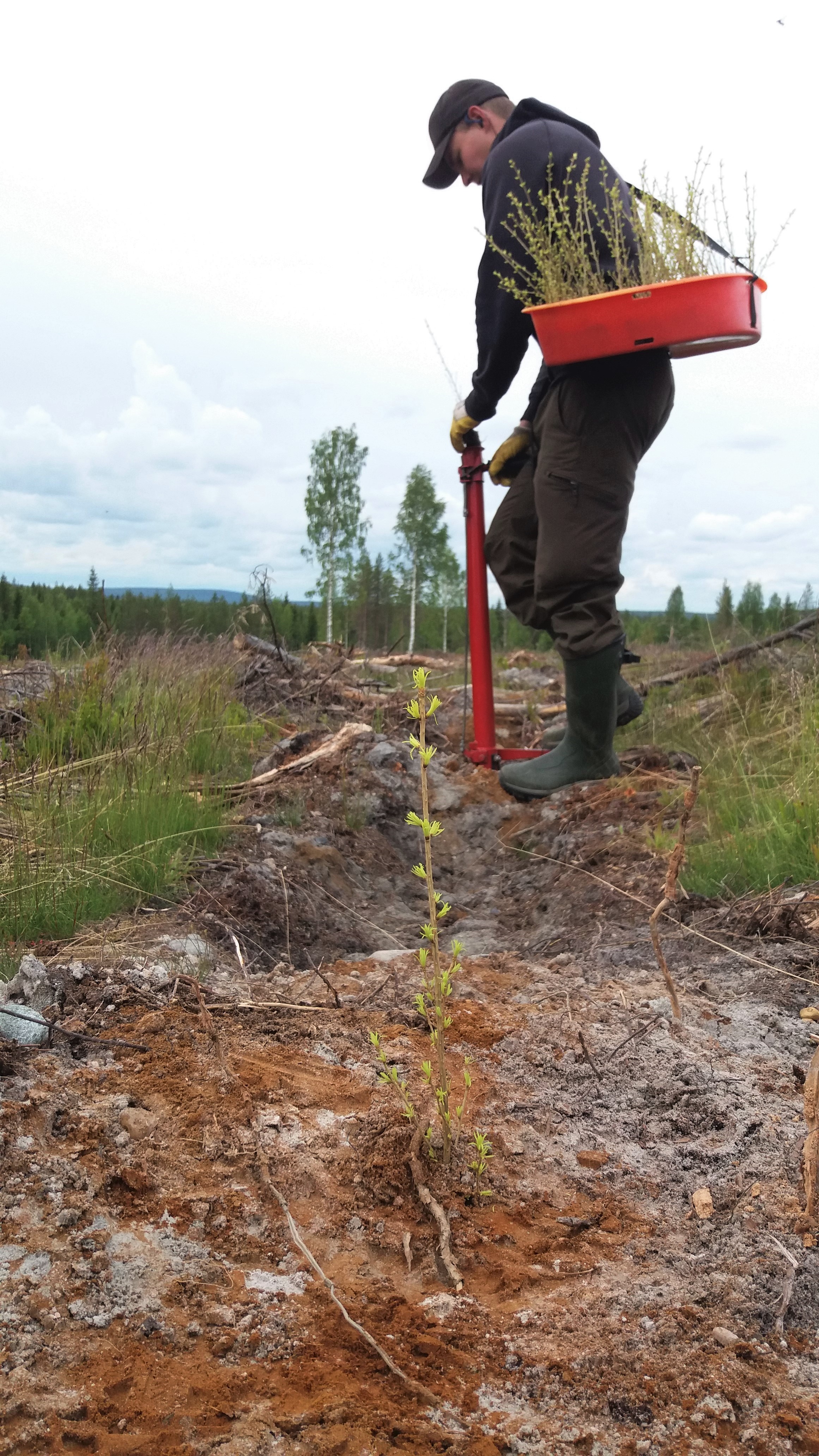 Lehtikuusen istutus_marjaana ojanperä