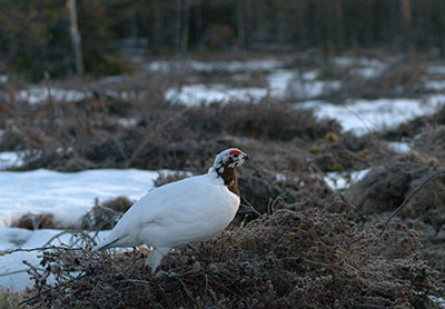 Riekko suolla.Kuva: Timo Eskola, Metsähallitus.