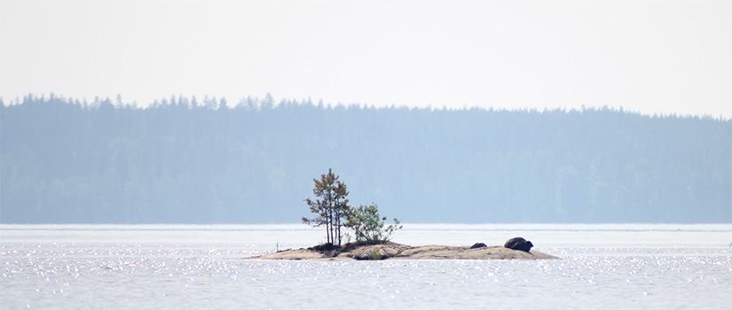 Norppa makailemassa pienellä luodolla, jolla kasvaa pari pientä mäntyä.