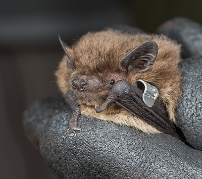 Fladdermusart trollpipistrell. Foto: Niclas Fritzen.