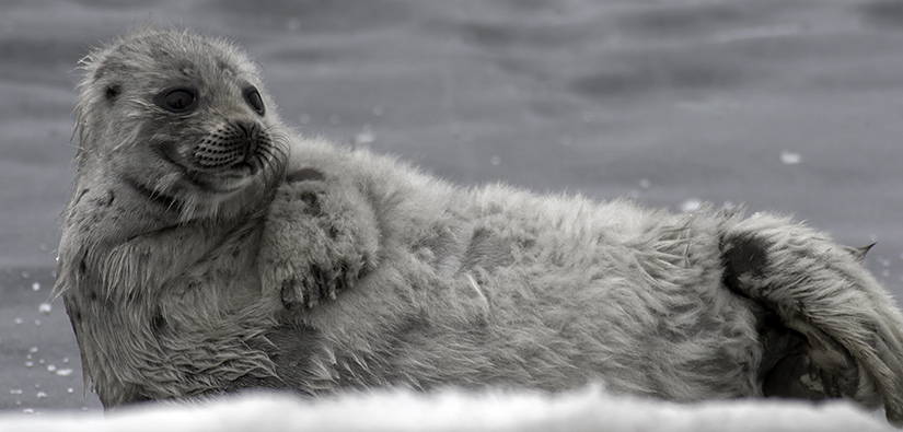 Saimaa ringed seal eating at Wildlife Hospital | Picture by:… | Flickr