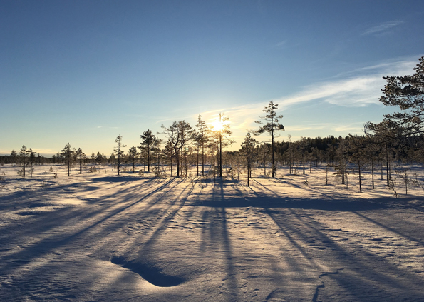 Talvinen suo, Ilomantsi. Kuva Suvi Haapalehto