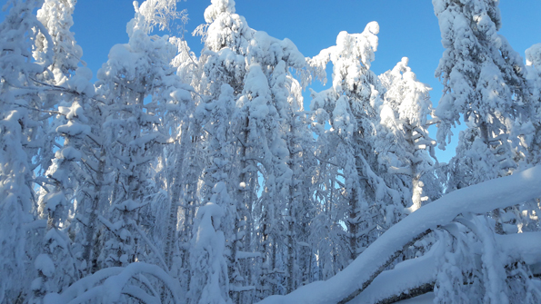 Latvansa menettäneitä petäjiä Juuanvaarassa. Kuva Panu Kukkonen