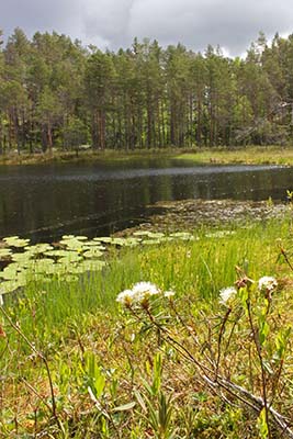 Lohikosken luonnonsuojelualue. Kuva Mari Laukkanen, Metsähallitus.