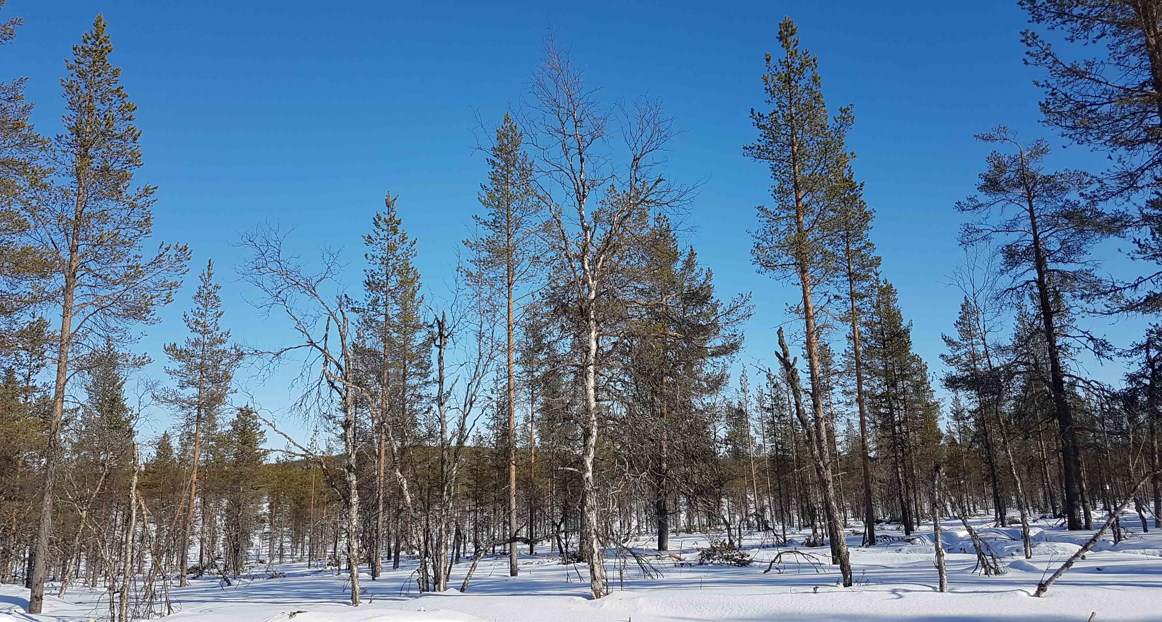 Kuva: Harrilehdon leimikko korjuun jälkeen. Lehtipuu ja kuollut puu säästetty. Kaikki puunkorjuu on tehty poimintahakkuuna.