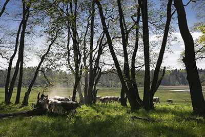 Östfinska lantrasens kor pä bete i Kyrkslätt. Foto Kalle Kataila.