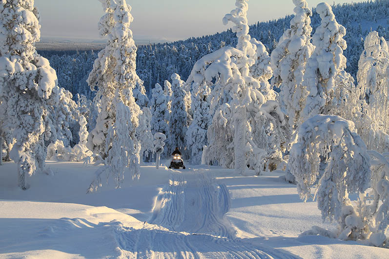 Kelkkaura tykkymetsässä. Kuva: Pekka Hänninen / Metsähallitus