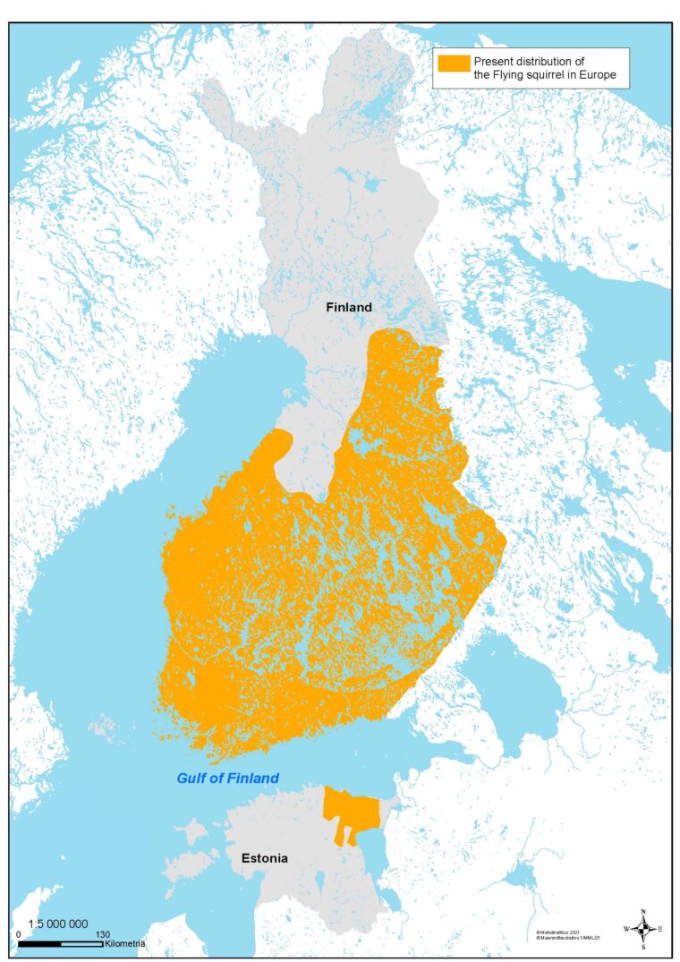 I Finland upptäcks fördelningsområdet för flygekorre  från Hangö till Kuusamo.