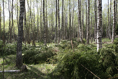 Loviisan Hudön entisen kalastajatilan umpeenkasvanutta peltoa raivattiin laitumeksi. Kuva: Päivi Leikas, Metsähallitus.