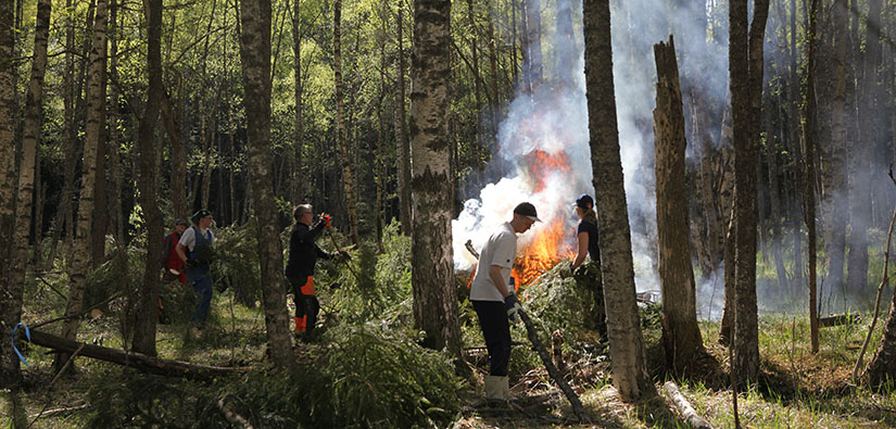 Vapaaehtoiset raivaavat vanhaa perinneympäristöä WWF:n ja Metsähallituksen talkooleirillä Loviisan Hudössä. Kuva: Päivi Leikas.