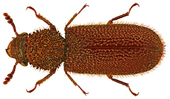 Punaruskea kovakuoriainen.