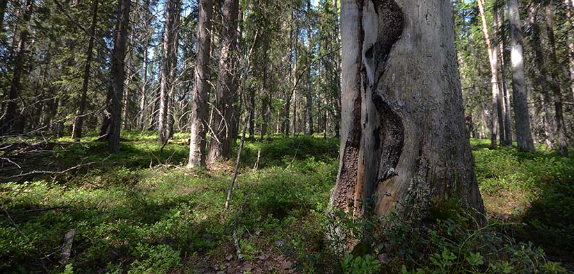 Etualan keloutuneessa puussa näkyy metsäpalon jälki. Taustalla kuusimetsää.