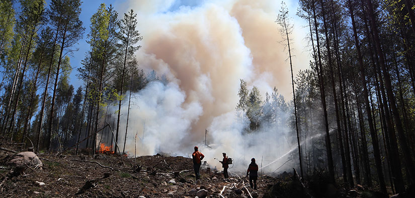 Metsäluontoa autetaan polttamalla. Polton jälkeen on vuorossa sammutus. Kuva Teijon kansallispuistosta, Martina Reinikainen, Metsähallitus.