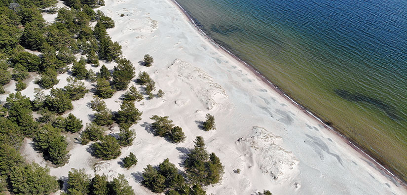 Dynområde på Tulluddsstranden i Hangö före naturvård. Foto: Hans-Erik Nyman, Forststyrelsen.