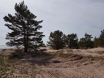 Tulluddstranden i Hangö efter att man har gallrat bort några träd på sanddyner. Foto: Esko Tainio, Forststyrelsen.