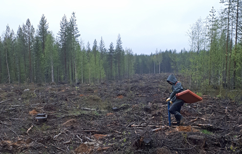 Kesätyöntekijä istuttaa puuntaimia valtion maalla (Kuva: Marjaana Ahokumpu)