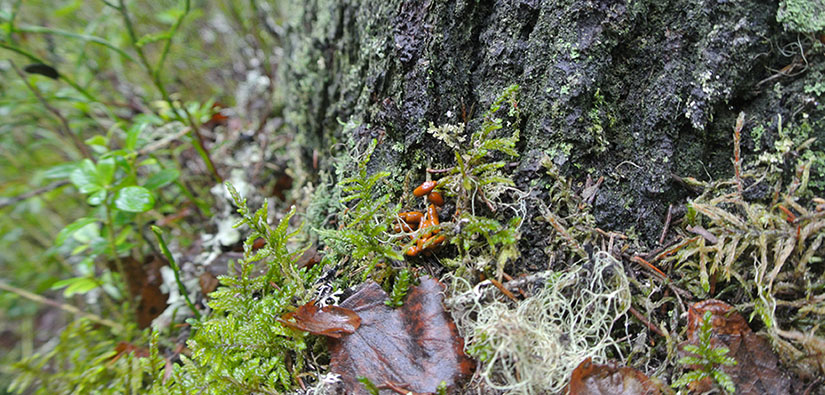 Yellow pellets of a flying squirrel at the foot of a tree among moss.