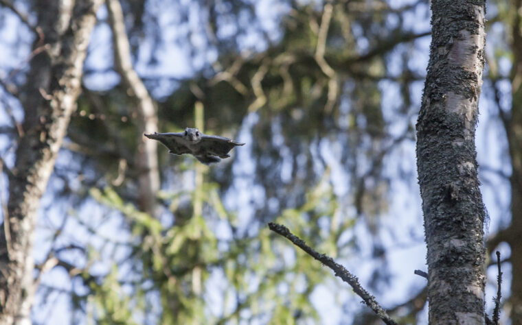 Flying squirrel is gliding in a forest.