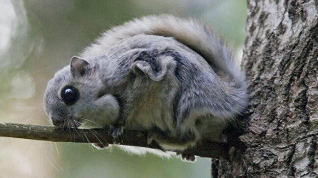 Flying squirrel sitting on a branch