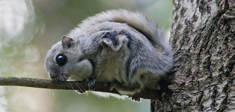 Flying squirrel sitting on a branch