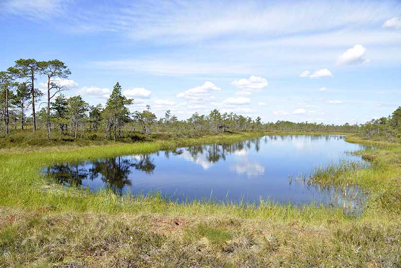 Kauhaneva on geopark-suoteeman kärkikohde. Kuva: Terttu Hermansson