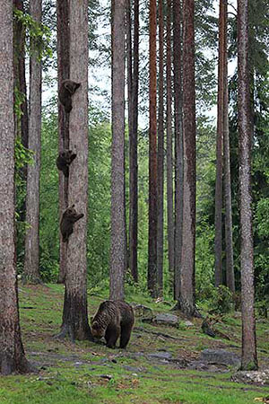 Utställningen Comedy Wildlife i Haltia 2019. Foto av Valtteri Mulkahainen.