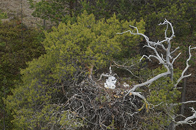 Maakotkan poikasia pesässä. Kuva: Metsähallitus.