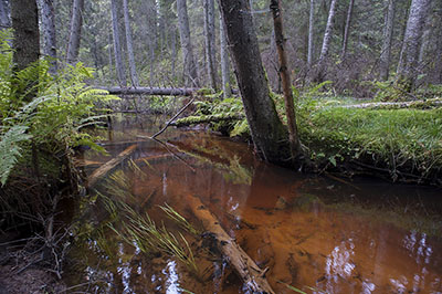 Pieni luonnontilainen joki. Kuva: Jari Ilmonen, Metsähallitus.