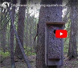 Kuva liito-oravan pesäpuusta, jota Suomen luonnonsuojeluliiton kamera kuvaa. Liito-oravalle rakennettu pesäpönttö metsässä.
