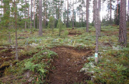 Maanpintaa on rikottu joistakin kohdista siten, että maa on paljaana aluskasvillisuudesta.