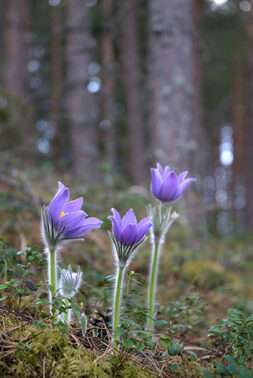 Kylmänkukalla on suuret violetit kukat ja karvaiset varret.