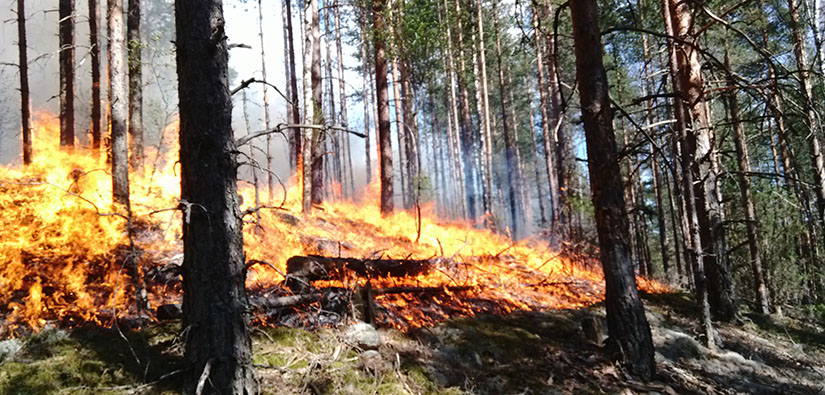 Rinnemetsä palaa. Kenttäkerros on hyvässä tulessa ja liekit nuolevat puiden alaosia.