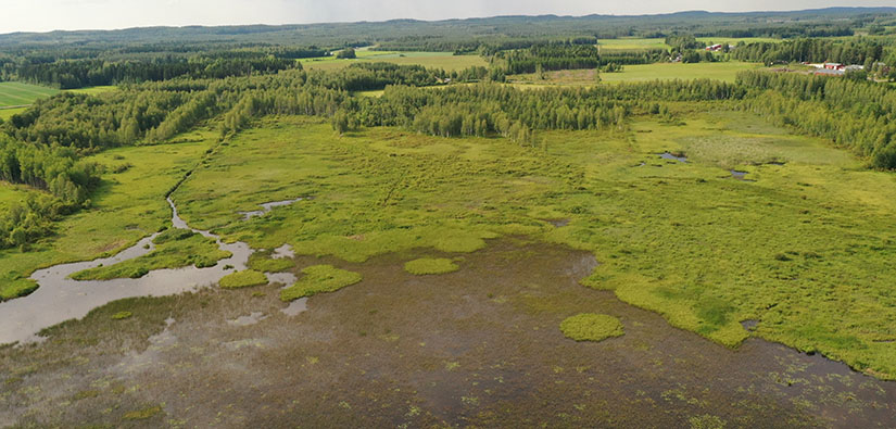 Päätyeenlahden kosteikko kuuluu Pohjois-Karjalaan perustettaviin suojelualueisiin. Kuva: Juha Siekkinen, Kosteikkomaailma.