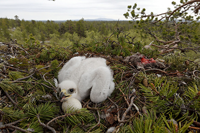 Maakotkan poikanen pesässä. Kuva: Juha Haikola.